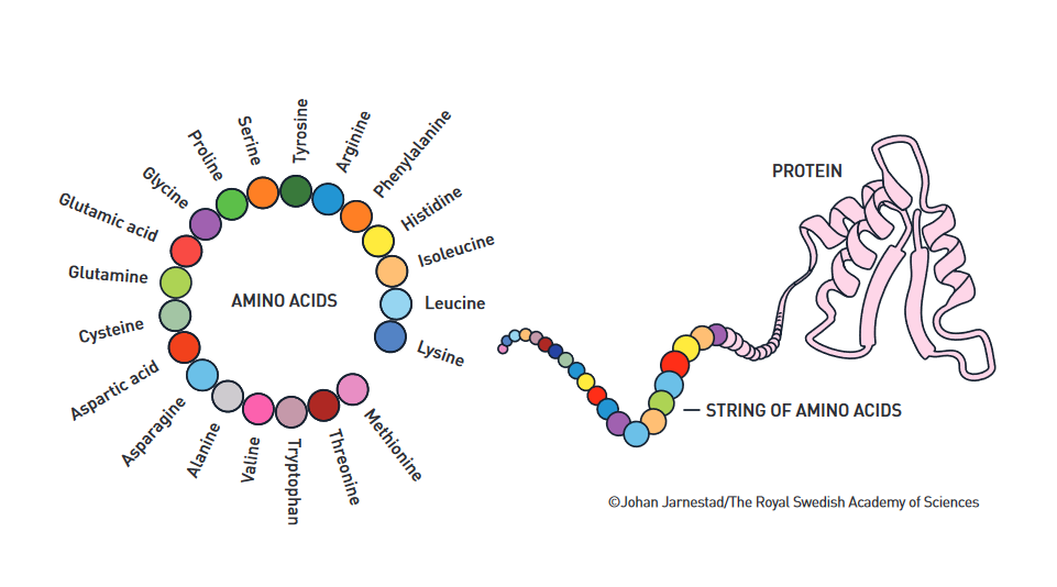 David Baker, Demis Hassabis, and John Jumper were awarded the Nobel Prize in Chemistry