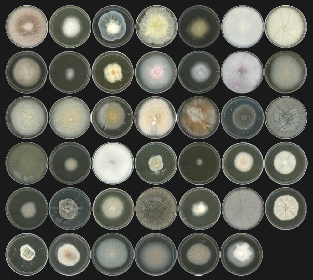 Benefits from Pathogenic Fungi in the Root Mycobiome post image