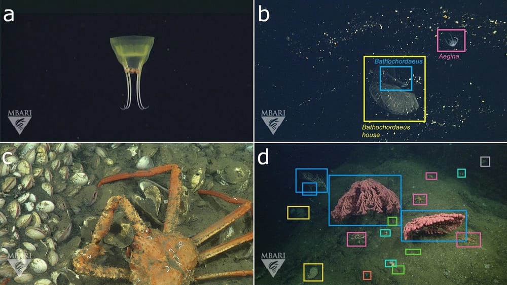 An open-source image database that unlocks the power of artificial intelligence for ocean research post image