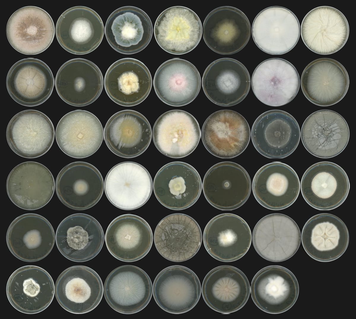 Benefits from Pathogenic Fungi in the Root Mycobiome Post feature image