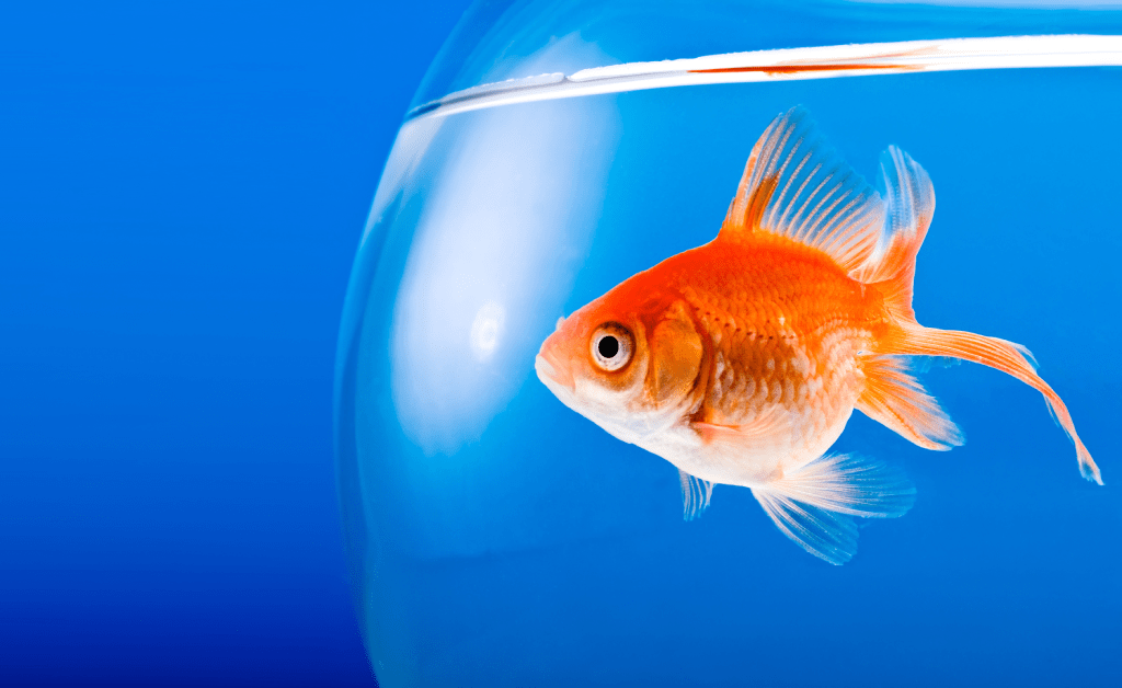 In 2022, Even Fish Could Drive Vehicles Post feature image