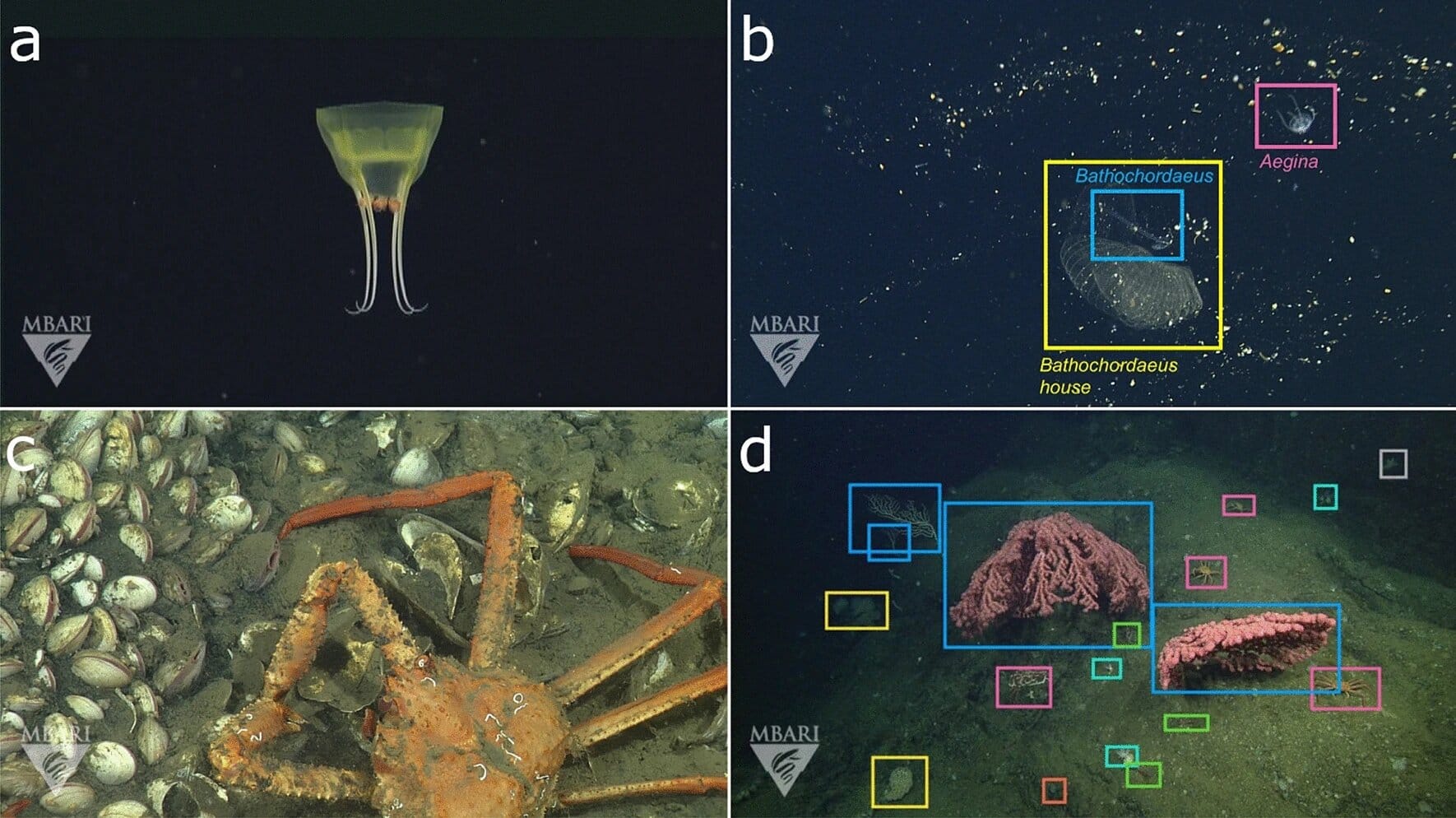 An open-source image database that unlocks the power of artificial intelligence for ocean research feature image